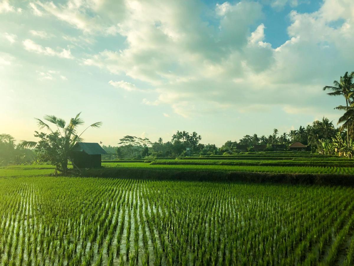 Rayshiva Homestay ウブド エクステリア 写真